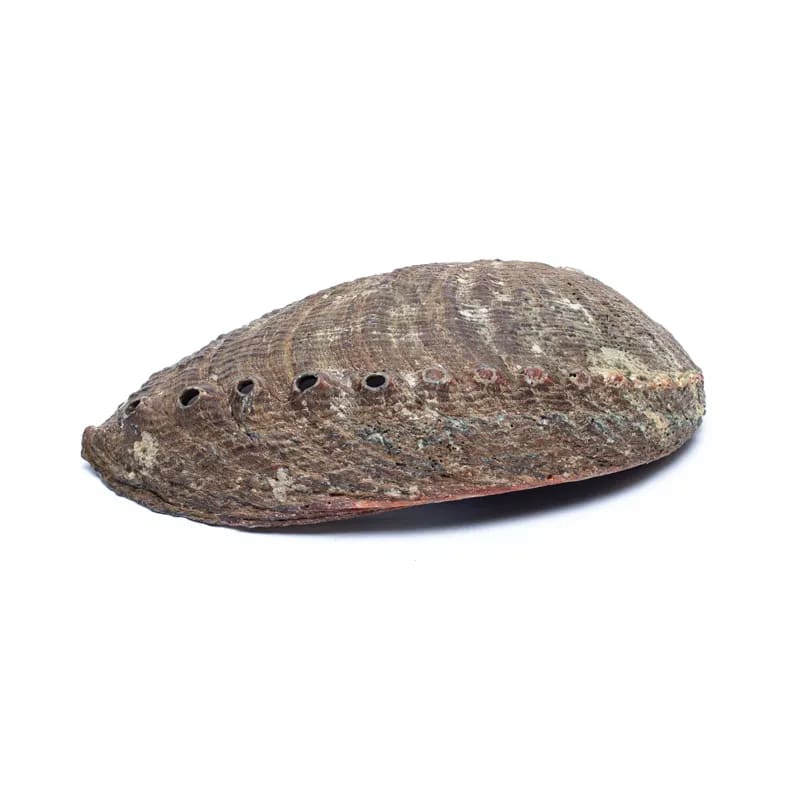 Green Abalone Shell
