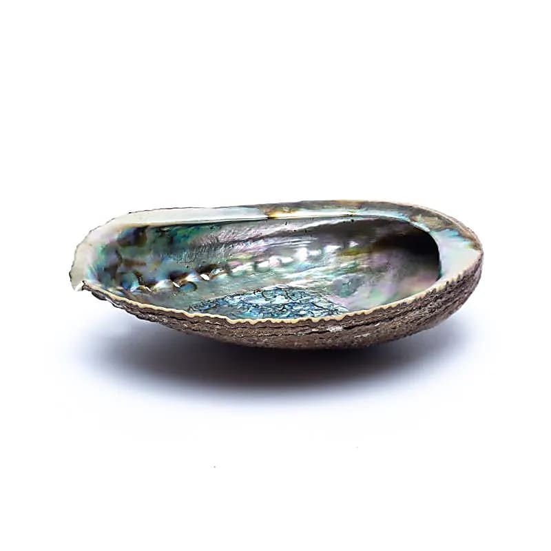 Green Abalone Shell