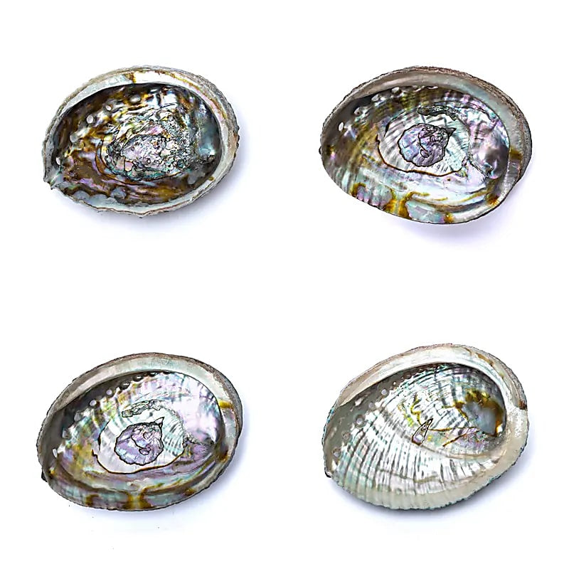 Green Abalone Shell